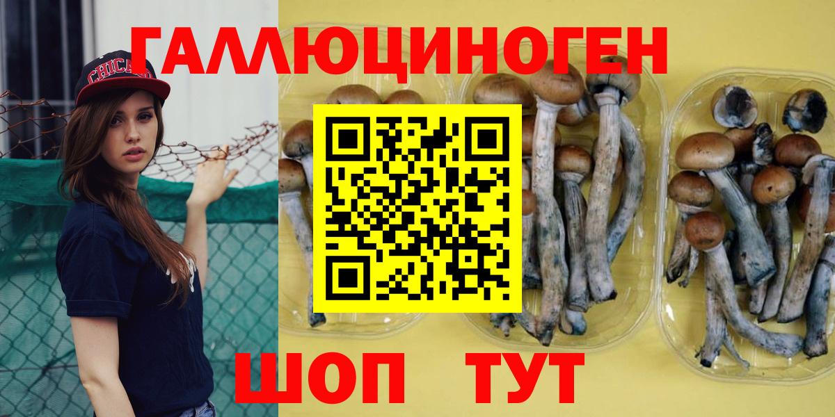 Псилоцибиновые грибы Psilocybe  Гулькевичи 